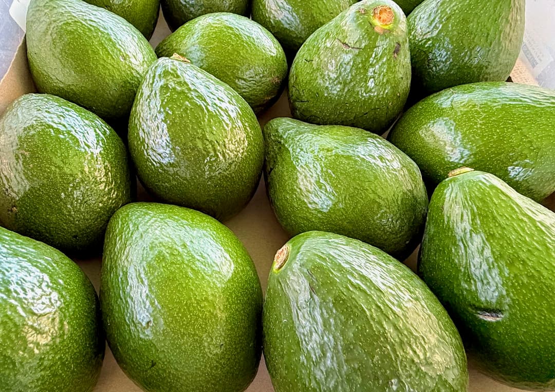 Hawaiian Avocados: A Local Treasure of 200+ Varieties