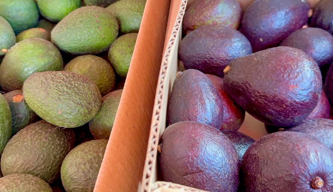 Hawaiian Avocados: A Local Treasure of 200+ Varieties