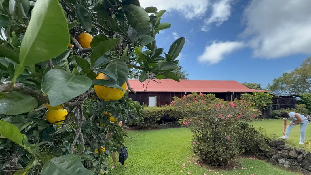Crafted by Hand, Preserved by Heart: Kona Coffee’s Japanese Legacy