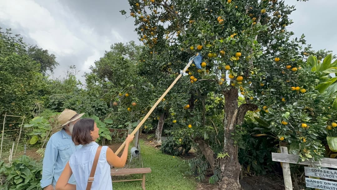 Crafted by Hand, Preserved by Heart: Kona Coffee’s Japanese Legacy