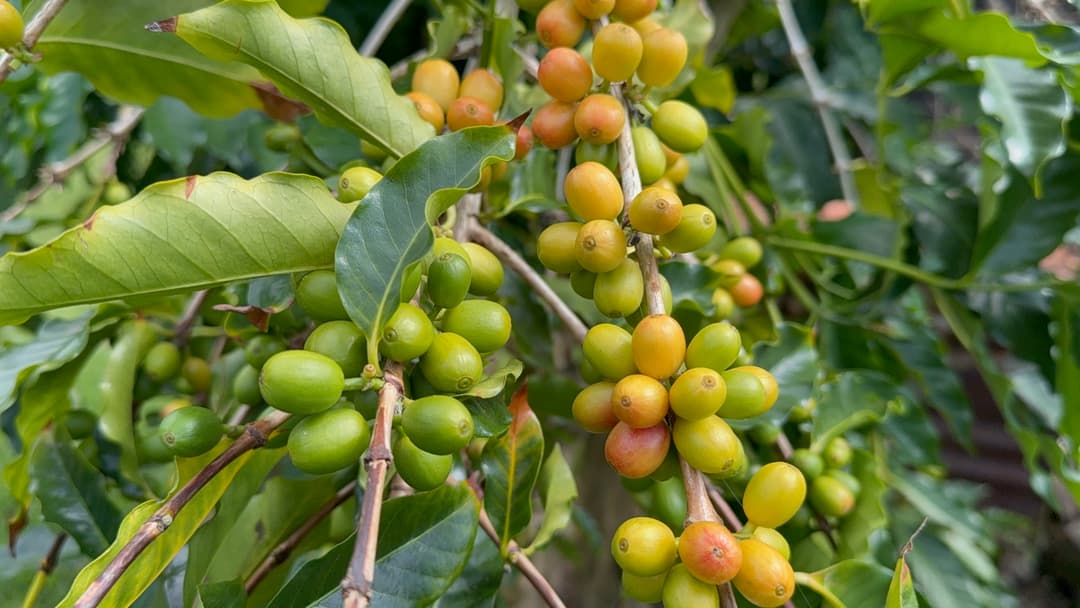 Crafted by Hand, Preserved by Heart: Kona Coffee’s Japanese Legacy
