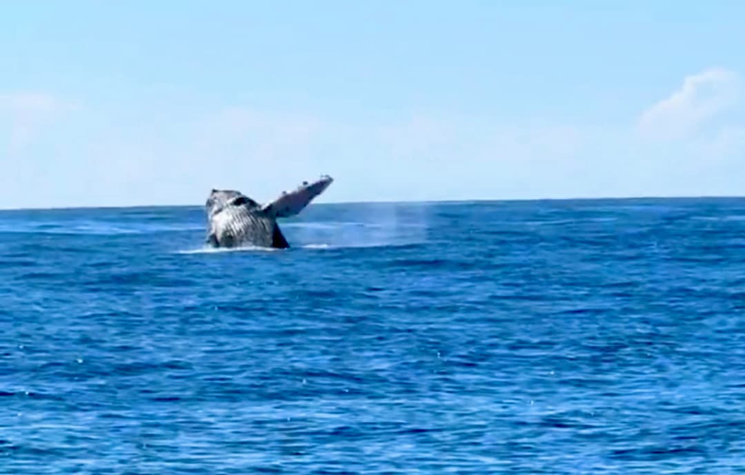 Humpback Whales, Kona, and the Sanctuary That Protects Them
