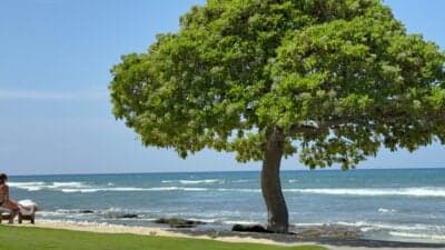 Lush green tree by the ocean in Kailua-Kona, Hawaii, illustrating the serene coastal environment impacted by rare Kona storms.