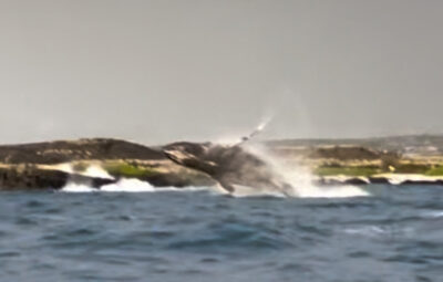 A whale off Kona Coast